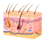 逼真的皮肤结构及其层和毛发矢量图
