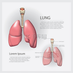 带有详细矢量插图的肺