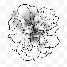 铅笔画花图片_黑色和白色的花