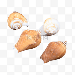 静物贝类沙滩海螺