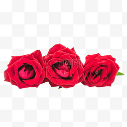 七夕红玫瑰玫瑰花