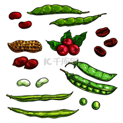 豌豆射手图片图片_坚果果仁和浆果是孤立的标志植物