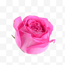 静物花卉图片_粉色玫瑰户外叶子花卉
