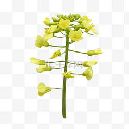 对称花图案图片_黄色油菜花作物叶子特写