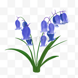 水彩紫色蓝色图片_蓝色婚礼水彩蓝铃花植物