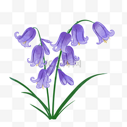 蓝铃花图片_紫色双枝蓝铃花婚礼水彩植物花卉