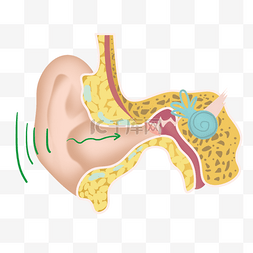 羊肉解剖图图片_人耳结构医学解剖教育插画