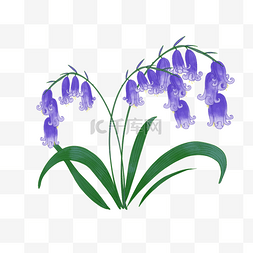 紫色水彩蓝铃花婚礼花卉植物