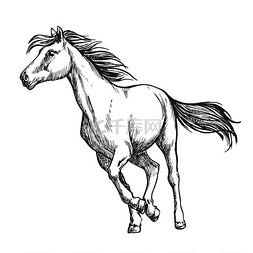 动物素描马