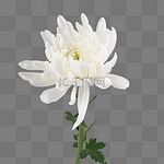 清明节白色菊花