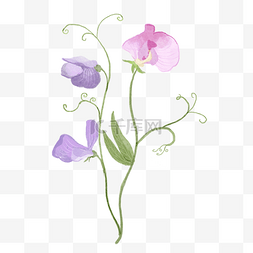 紫色漩涡图片_美丽的婚礼花卉豌豆花