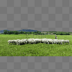 高山牧场羊群夏季