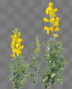 黄色文艺图片_花朵植物黄色