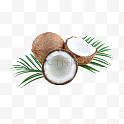 雨珠椰子图片_椰子椰子树植物自然