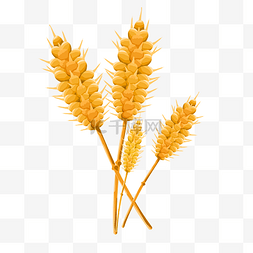 秋季成熟丰收小麦