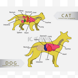 龙哥图片_基本的内部器官，猫和狗矢量