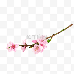粉色花朵花卉图片_桃花花朵花卉