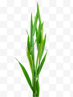 绿色小麦麦穗图片_绿色农作物麦穗