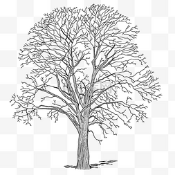 空空的树干图片_素描树干树枝线描