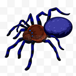 蜘蛛可怕蓝色昆虫