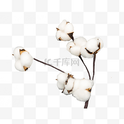 白色棉花枝条