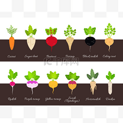 菜叶菜根图片_收集各种种植的根菜