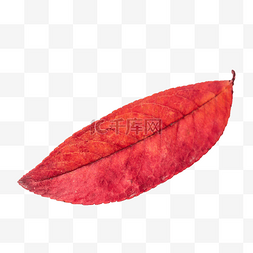 秋季树叶红叶