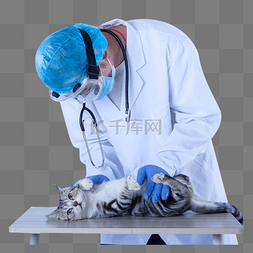 带帽的猫咪图片_宠物医生给猫咪看病