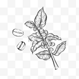 画材图片_线条画素描风格咖啡叶枝叶食材