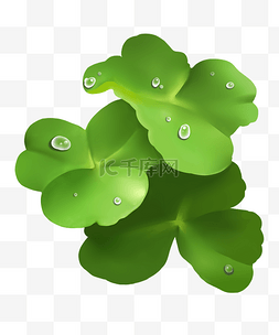 绿叶上的水珠图片_小草绿叶上的露珠