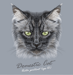 素描猫头图片_向量画像黑西伯利亚家猫动物可爱