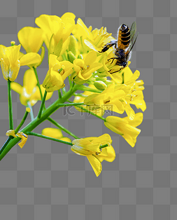 一只蜜蜂在春天的油菜花上采蜜
