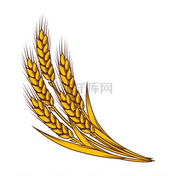 农学图片_一堆小麦。