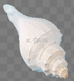 海螺海鲜贝壳