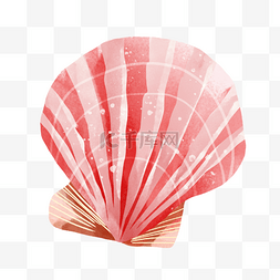 扇贝粉色贝壳海边生物图片