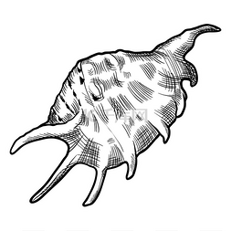 外壳的样式化插图海洋动物和野生
