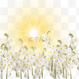 阳光照射下的图片_阳光照射下的花朵
