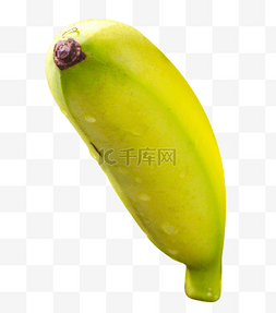 香蕉皇帝蕉芭蕉