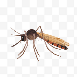 虫子害虫图片_昆虫害虫蚊子