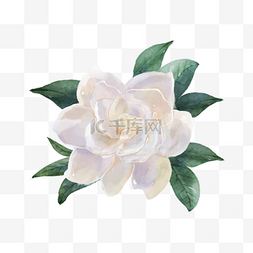 栀子花养护图片_栀子花水彩白色花卉植物