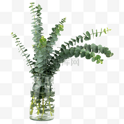 室内拍摄场景图片_花瓶装饰绿植尤加利