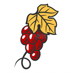 一串红葡萄的插图。