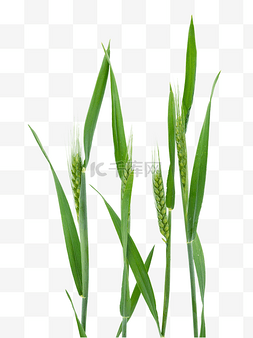 麦子绿色图片_小满绿色麦穗