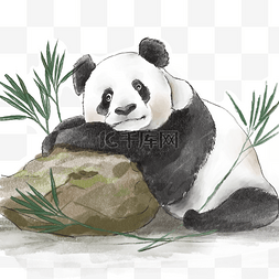 水彩熊猫图片_水彩熊猫竹子