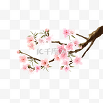 桃花水彩花卉粉色