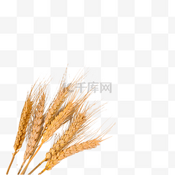 小麦户外果实麦穗