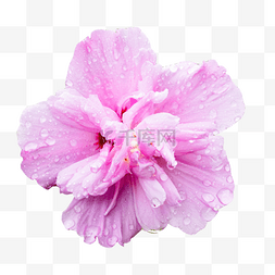 粉色木槿花图片_粉色木槿花
