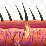 美发护发头发毛囊剖面图发根毛发植发