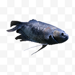 海底黑色鱼类