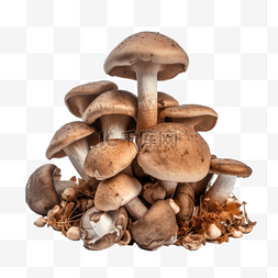 卡通手绘蔬菜蘑菇菌菇